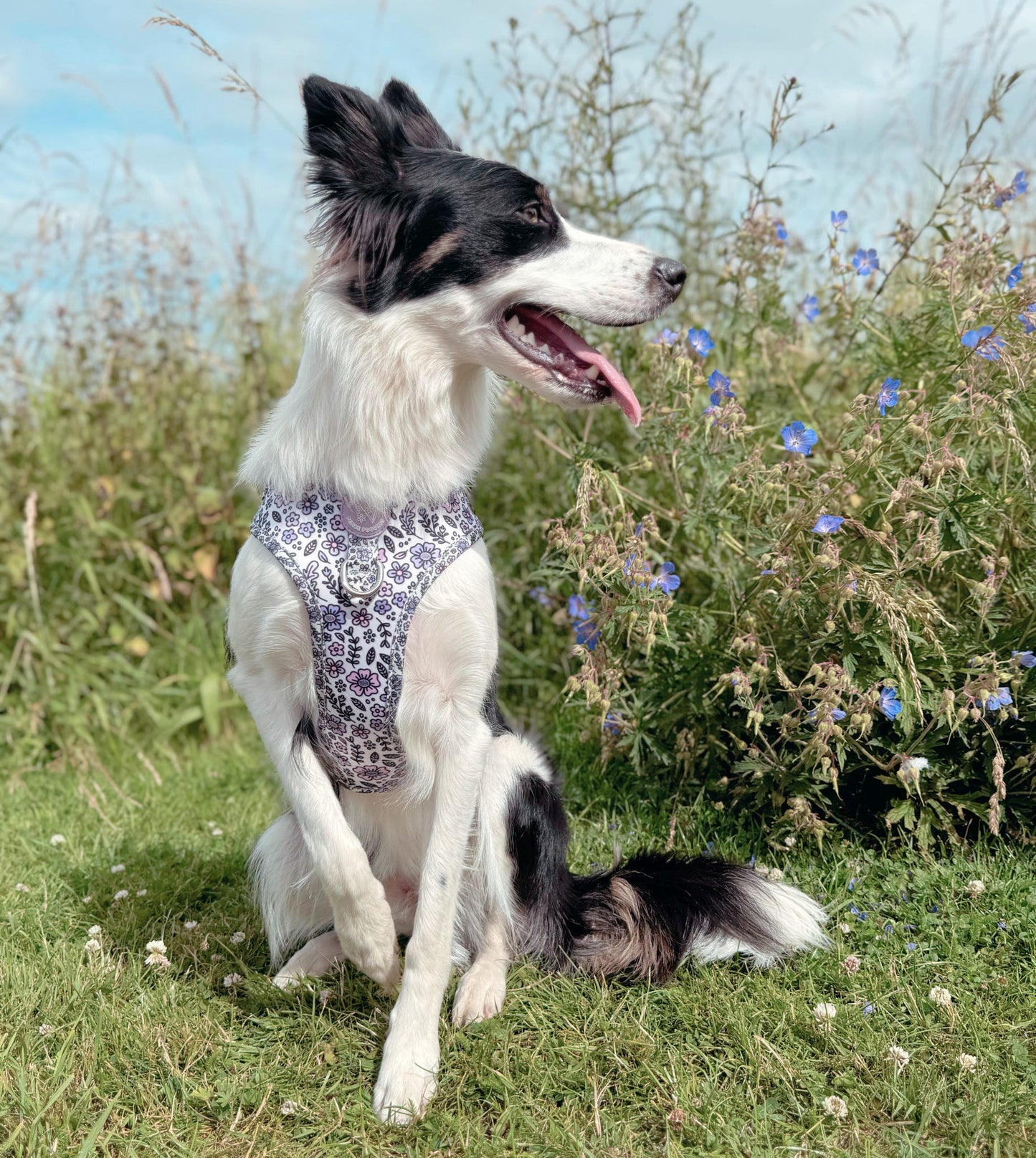 Pembs Petals Hyacinth Harness