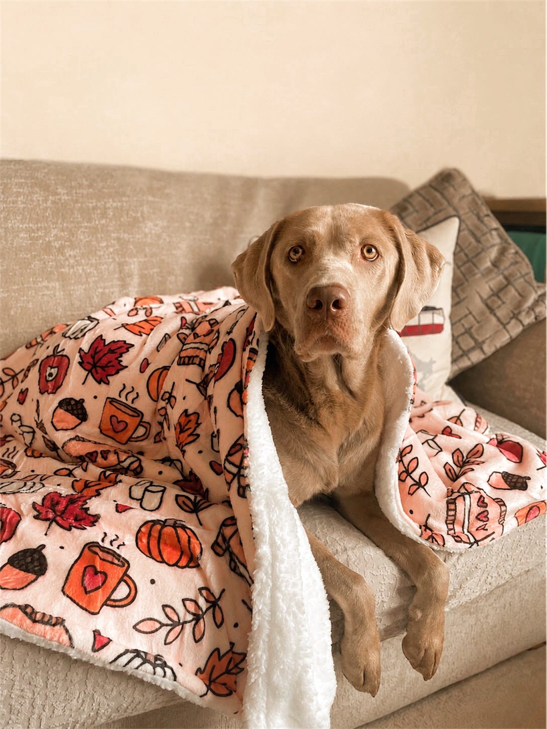 Pembs In Fall - Blanket