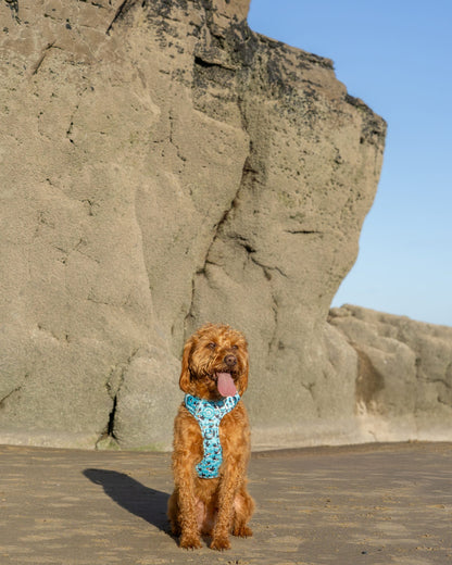 Puffin Awesome! Pembs X The Salty Spaniel -  Explorer Harness