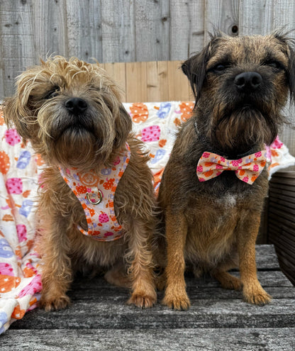 Too Cute To Spook! Harness