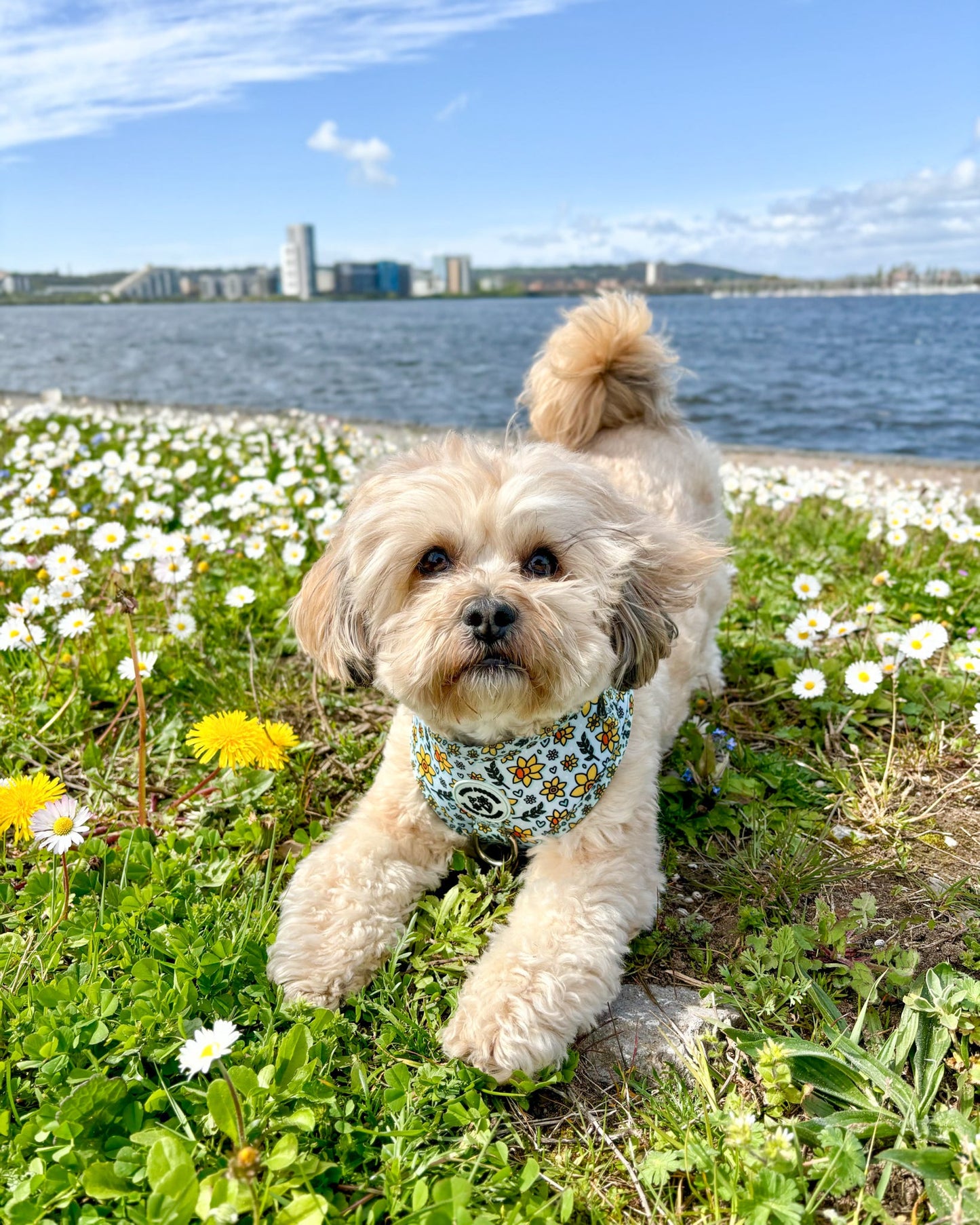 You Make Me Daff Harness
