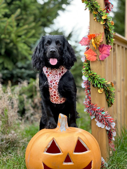 Pembs In Fall - Harness