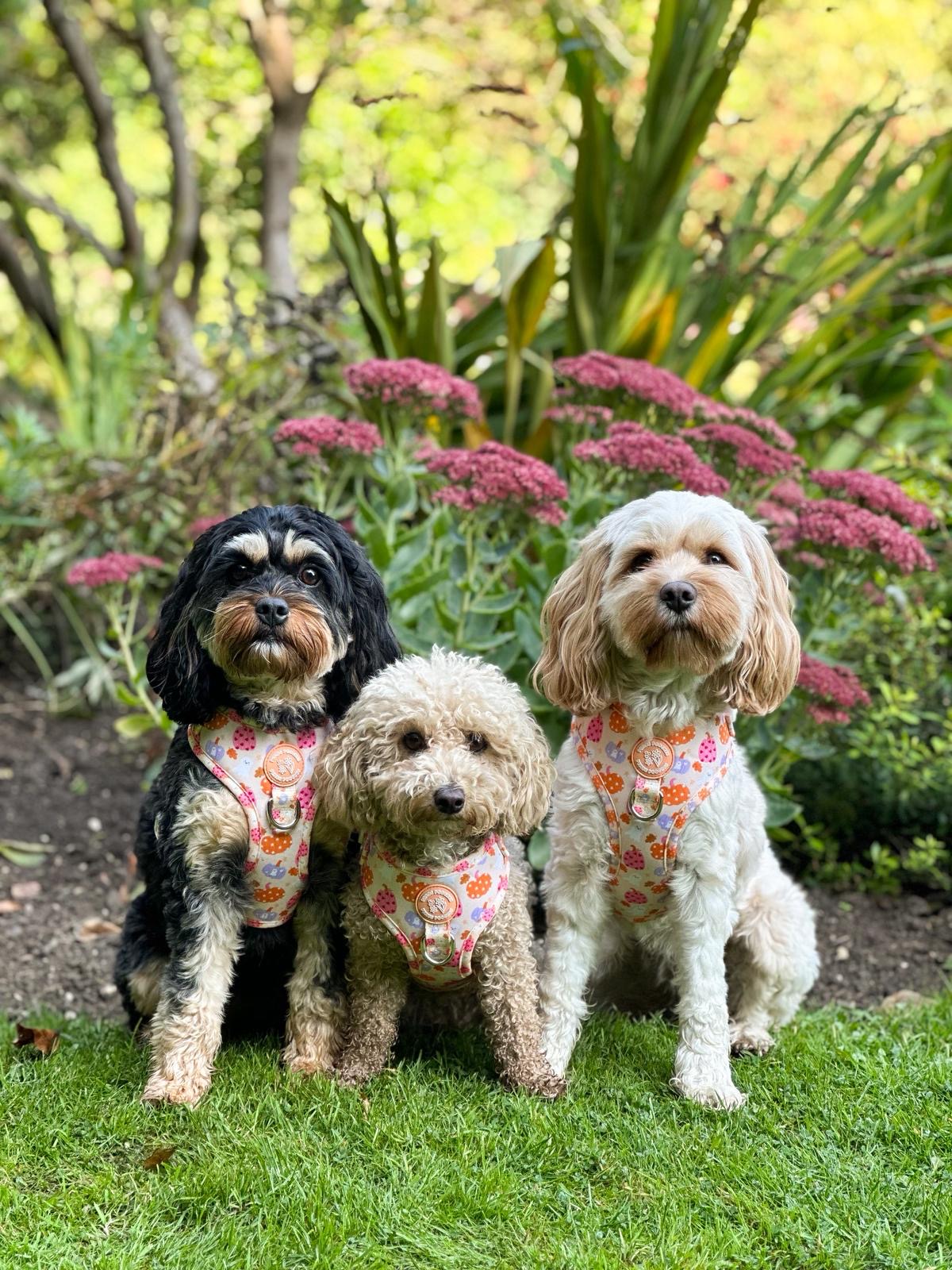 Too Cute To Spook! Harness