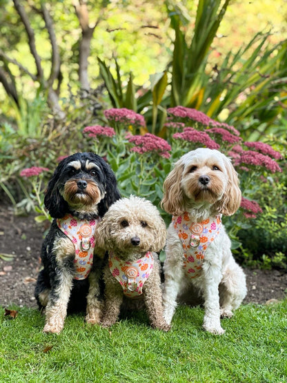 Too Cute To Spook! Harness