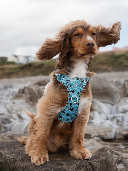 Puffin Awesome! Pembs X The Salty Spaniel -  Explorer Harness
