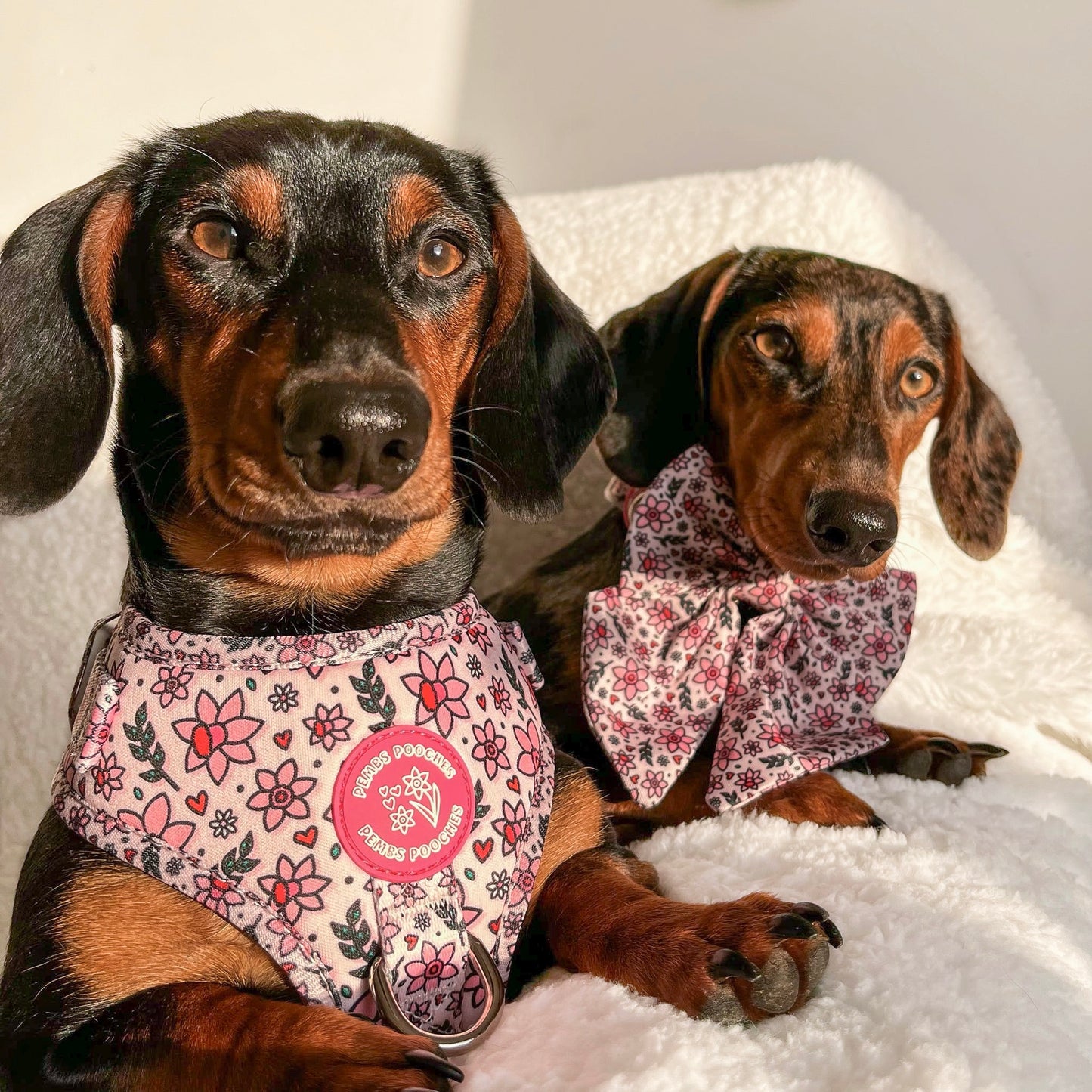 You Make Me Daff! Valentines Edition Harness
