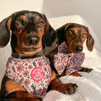 You Make Me Daff! Valentines Edition Harness