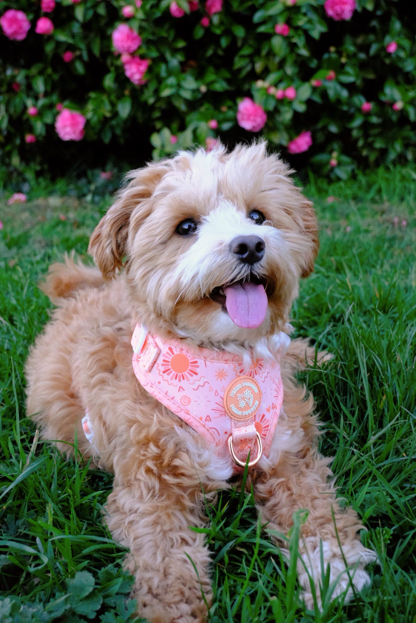 Golden Hour Harness