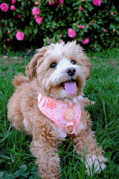 Golden Hour Harness