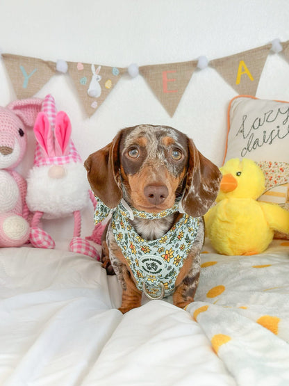 You Make Me Daff Harness
