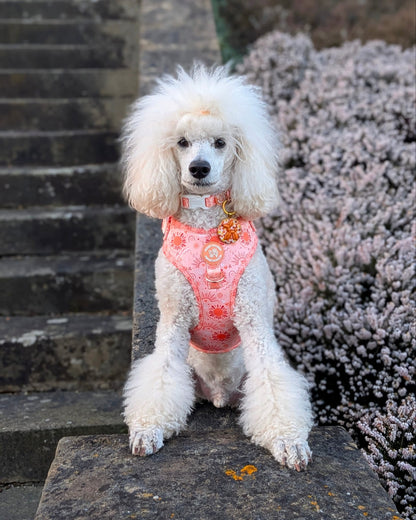 Golden Hour Harness