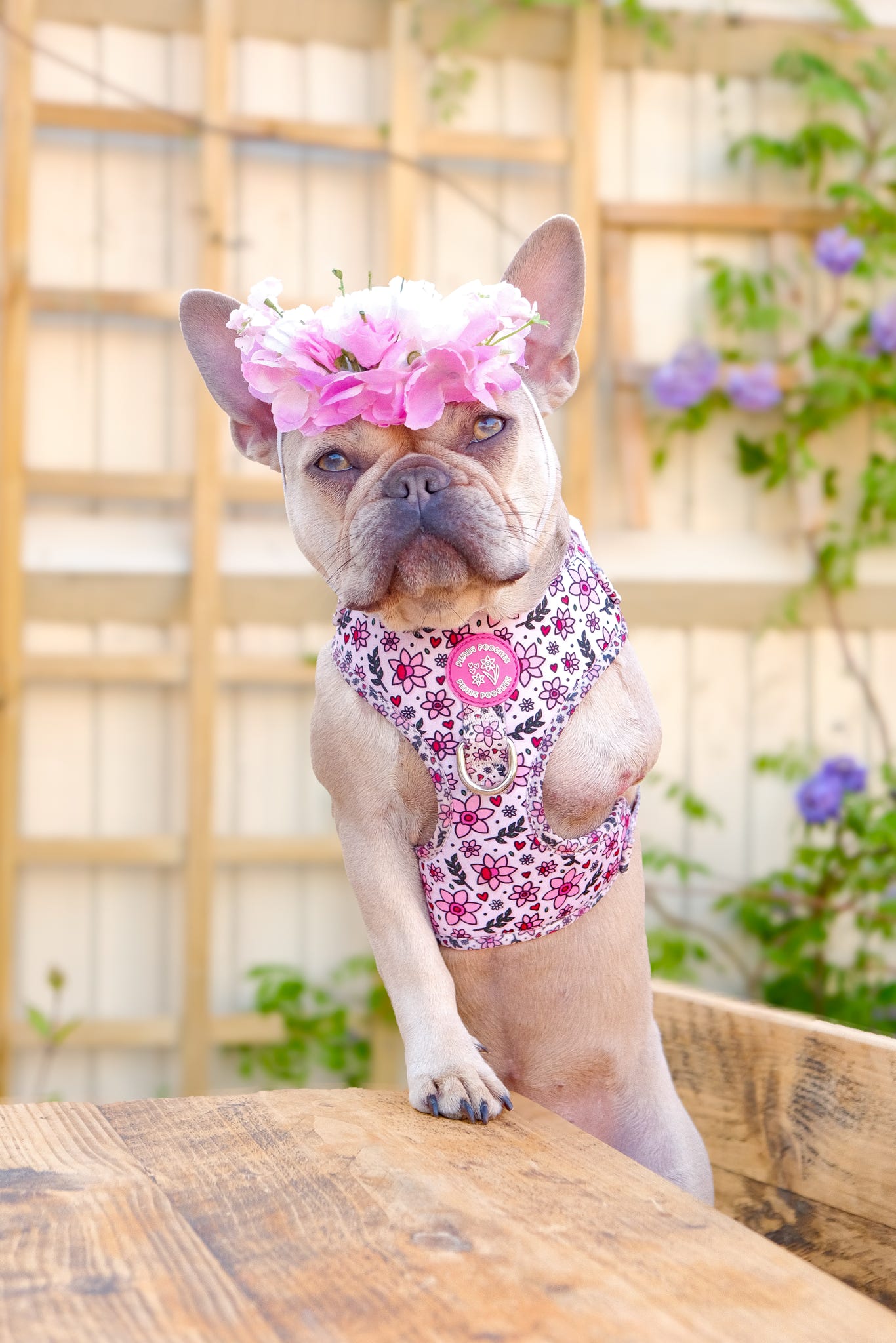 You Make Me Daff! Valentines Edition Harness