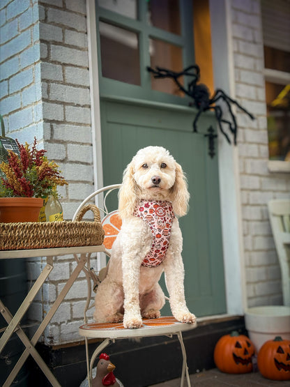 Pembs In Fall - Harness