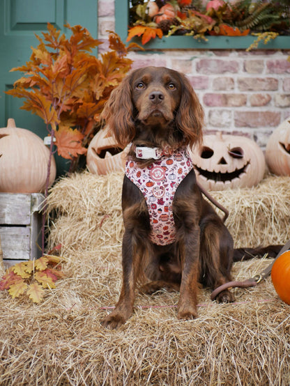 Pembs In Fall - Harness