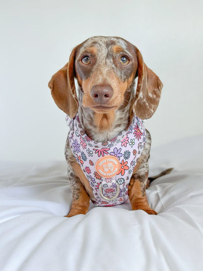 Daisy Daze - Harness