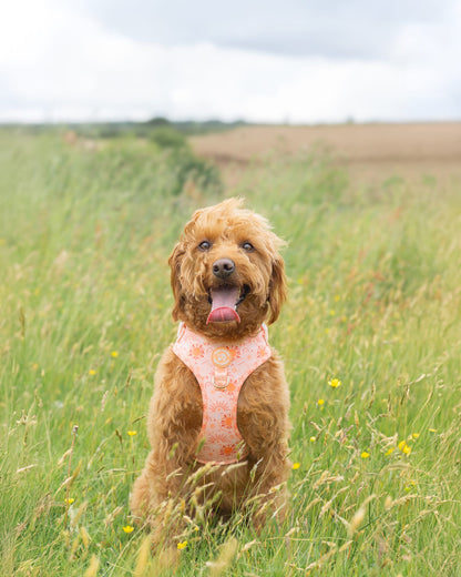 Golden Hour Harness