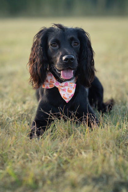 Too Cute To Spook! - Bow