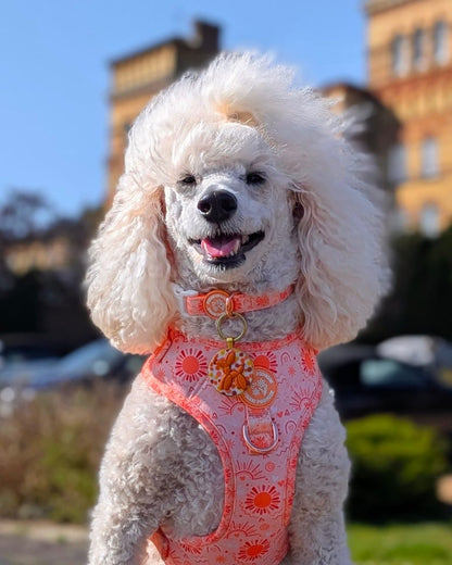 Golden Hour Harness