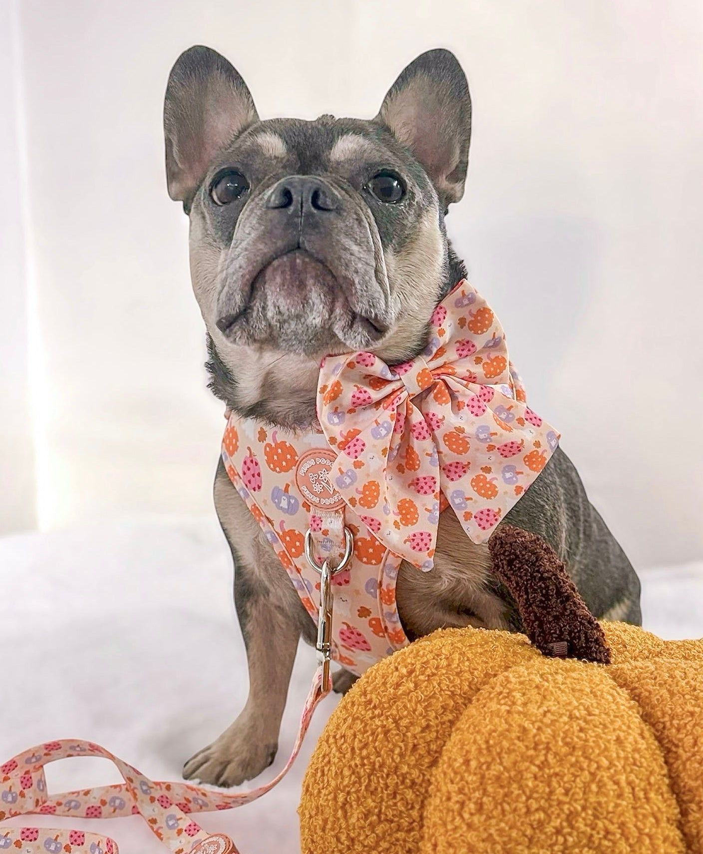 Too Cute To Spook! Harness