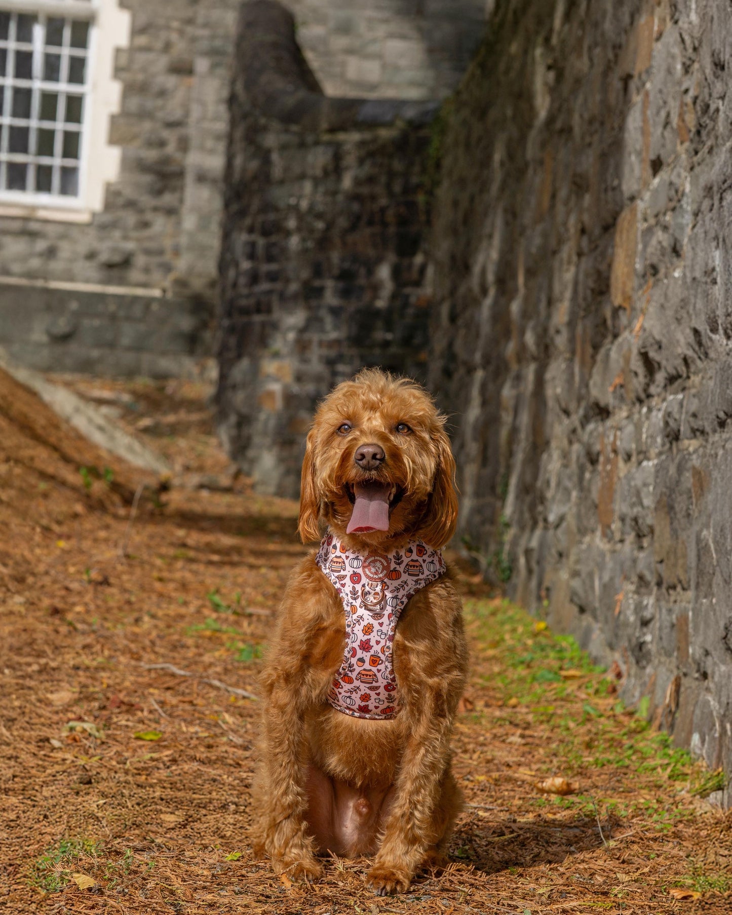 Pembs In Fall - Harness