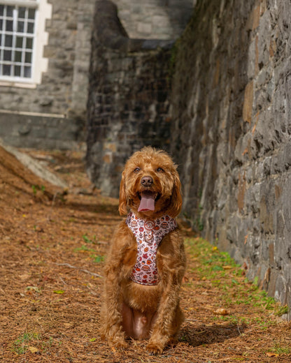 Pembs In Fall - Harness