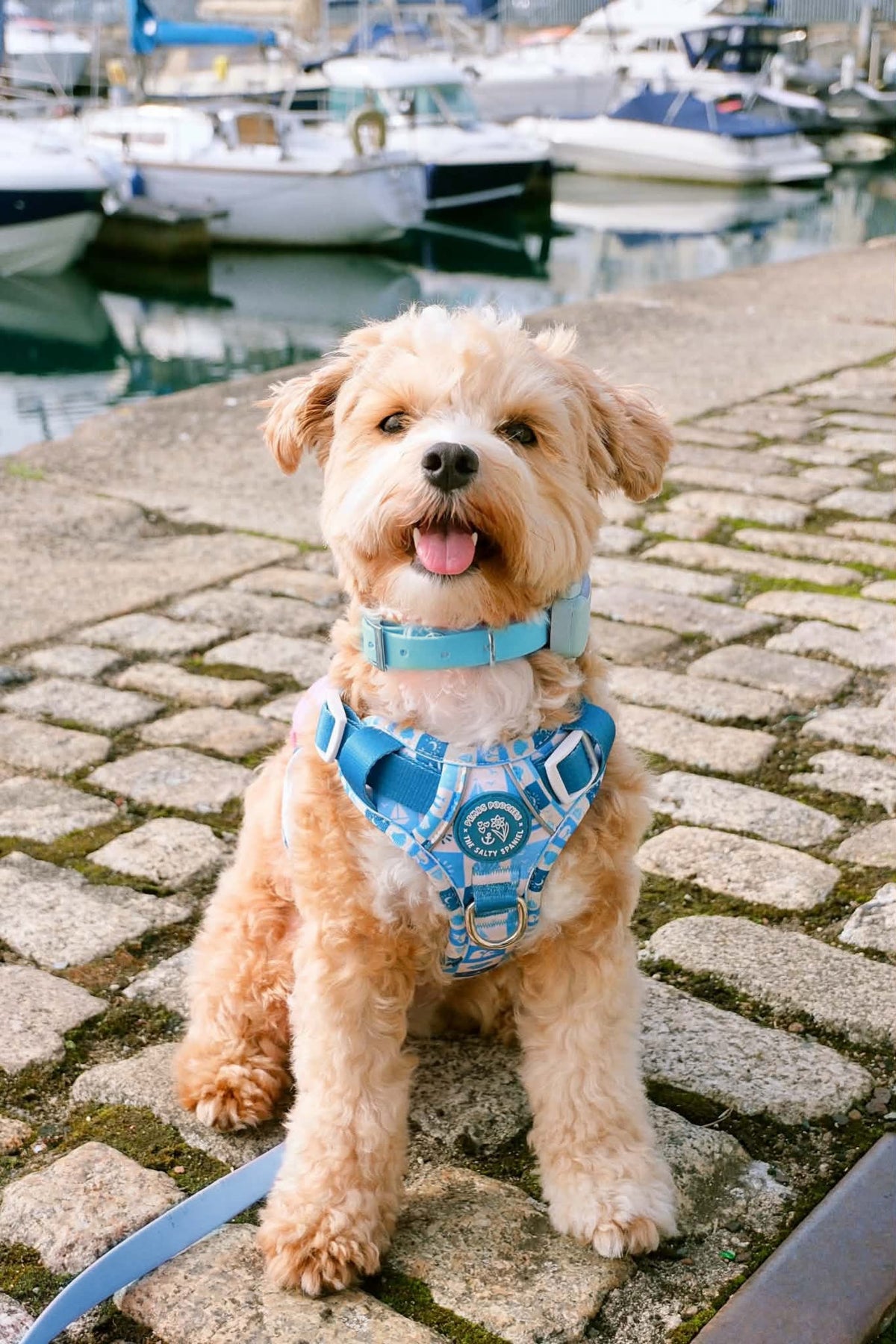 Seaside Soul - Pembs X The Salty Spaniel -  Explorer Harness