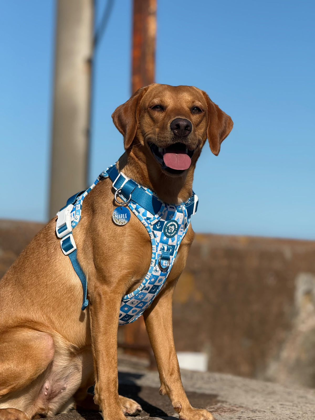 Seaside Soul - Pembs X The Salty Spaniel -  Explorer Harness
