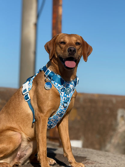 Seaside Soul - Pembs X The Salty Spaniel -  Explorer Harness