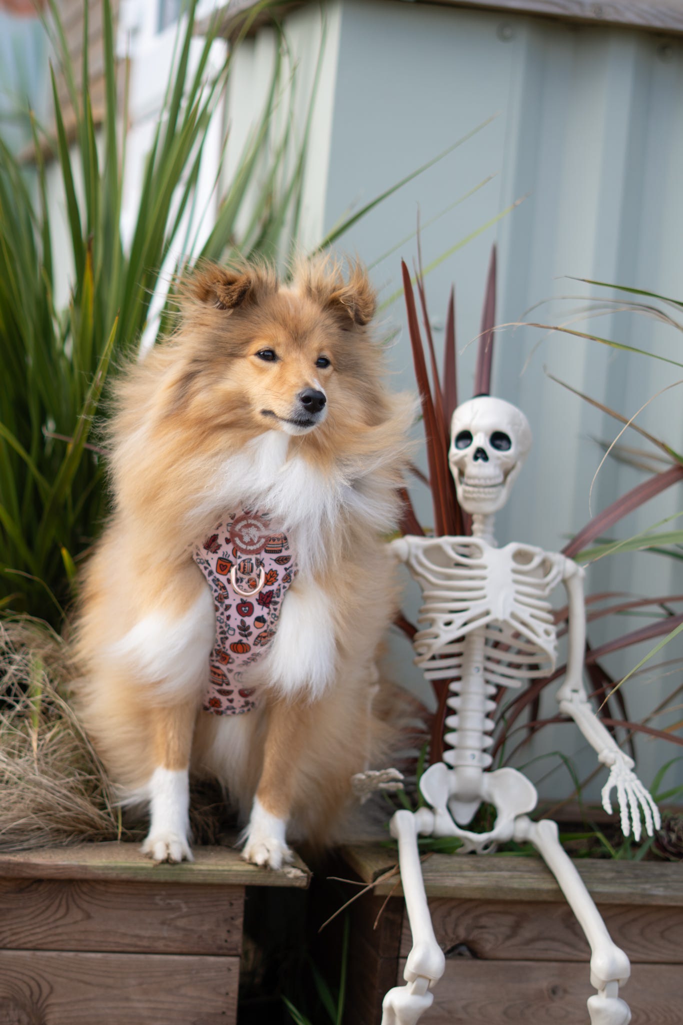 Pembs In Fall - Harness