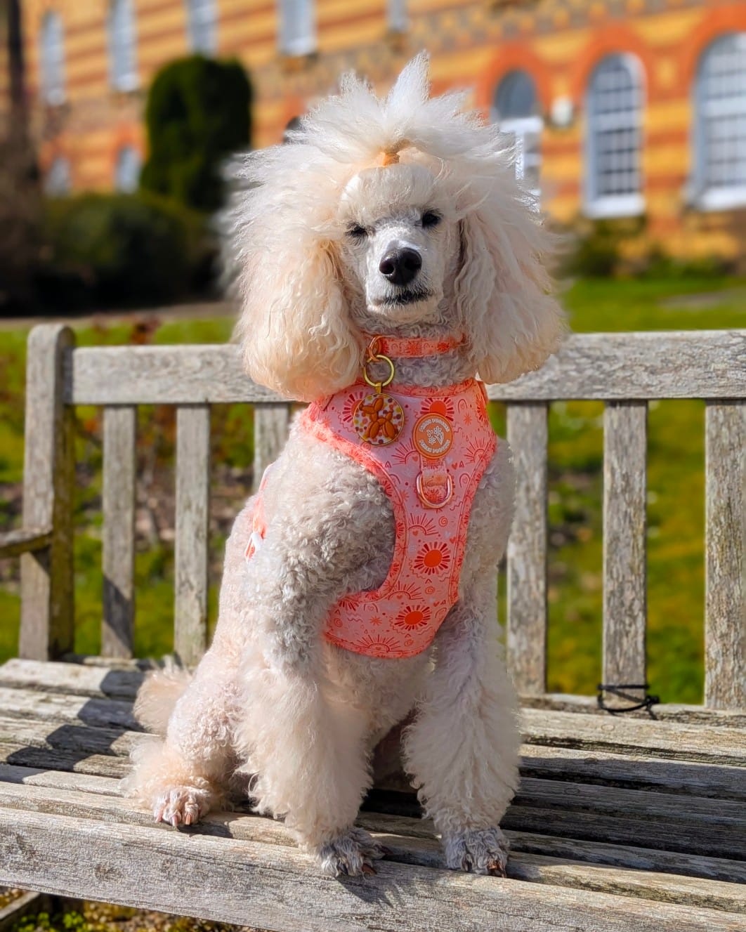 Golden Hour Harness