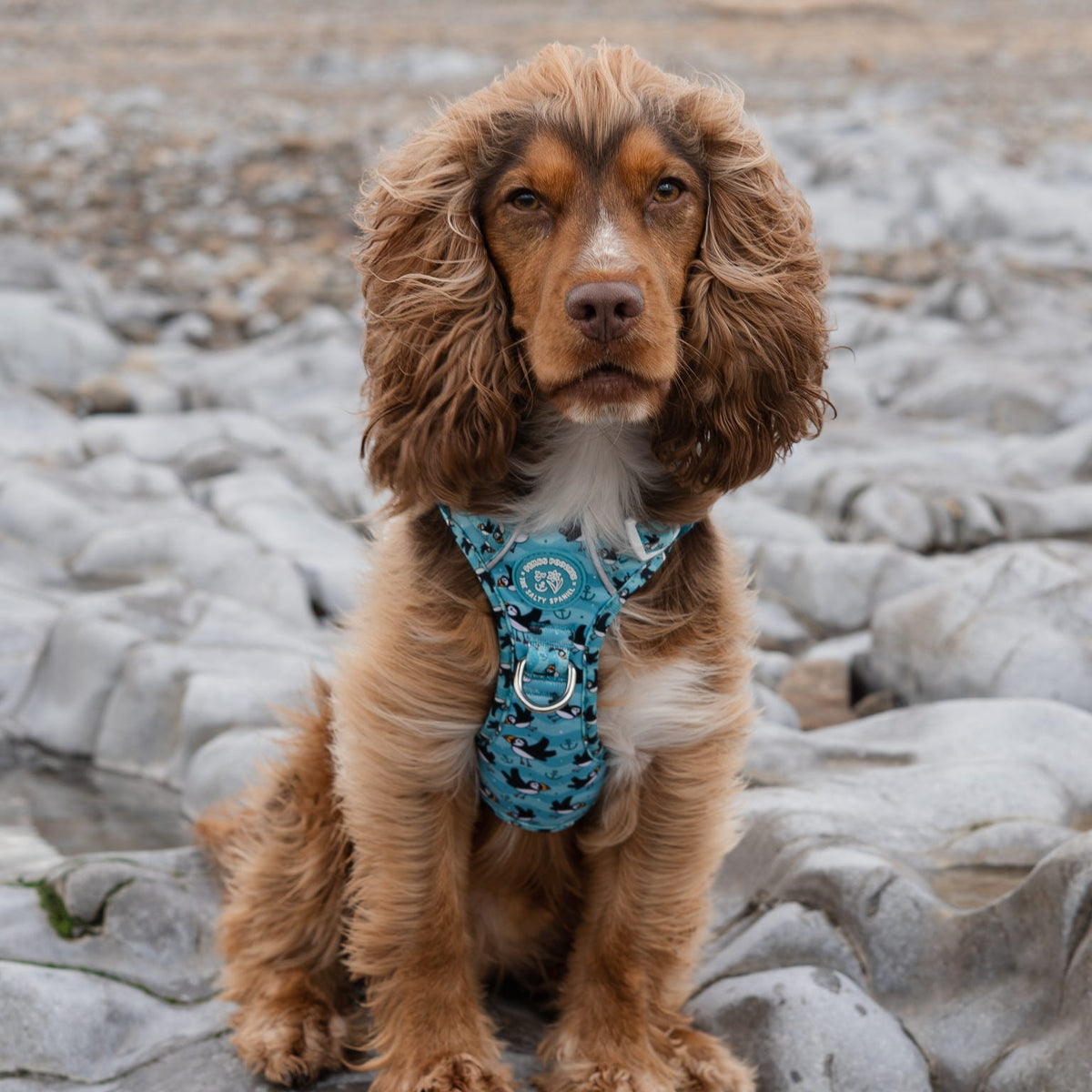 Puffin Awesome! Pembs X The Salty Spaniel -  Explorer Harness
