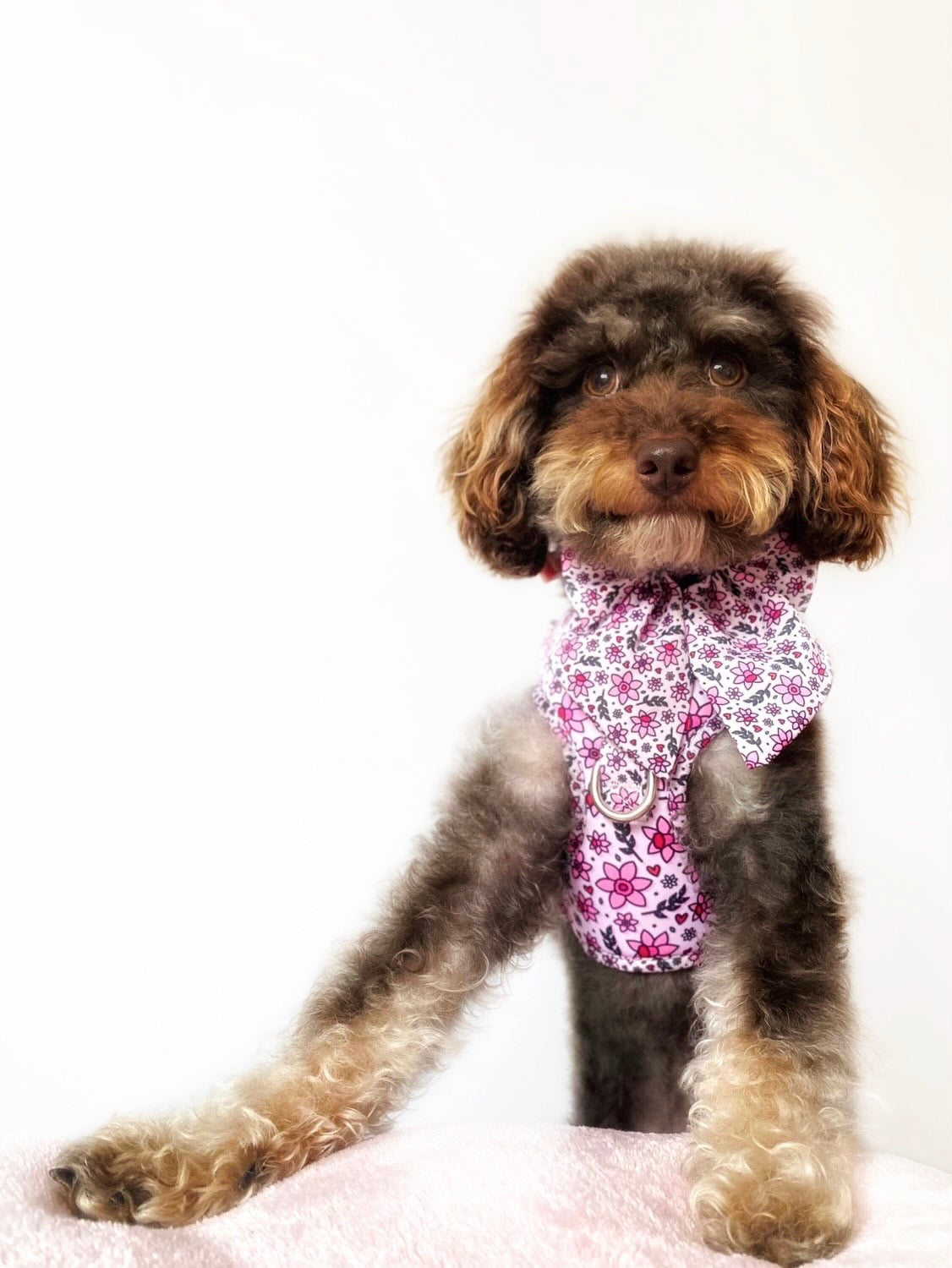You Make Me Daff! Valentines Edition Harness