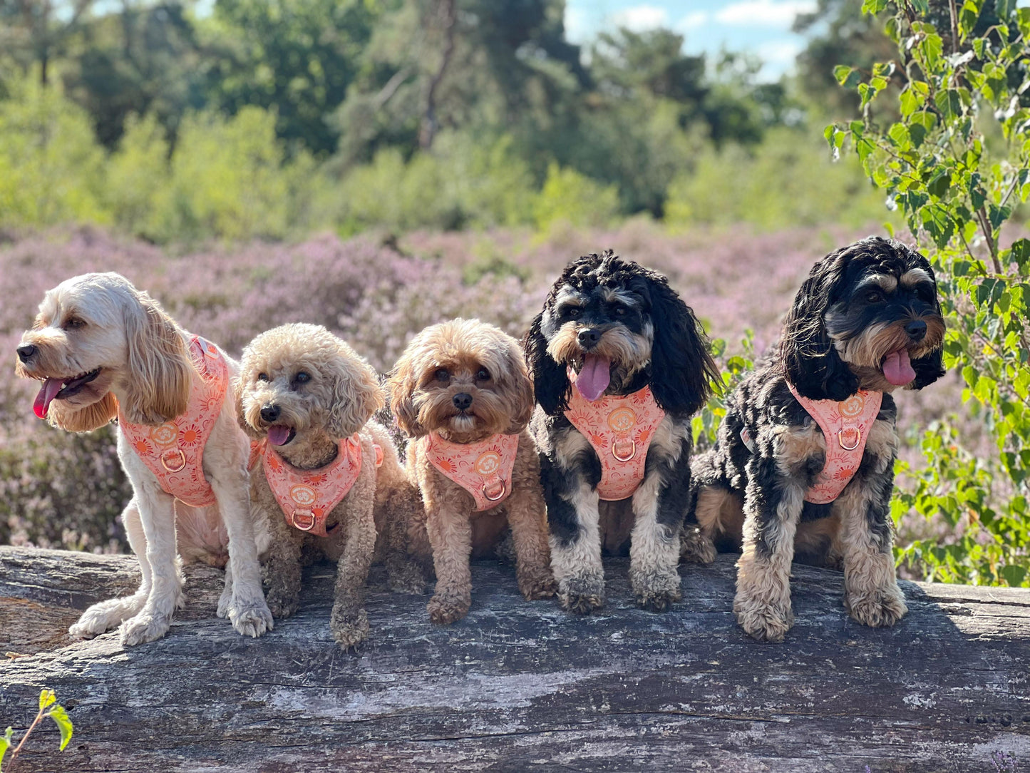 Golden Hour Harness