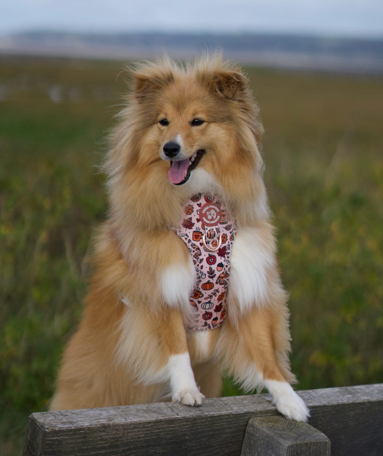 Pembs In Fall - Harness