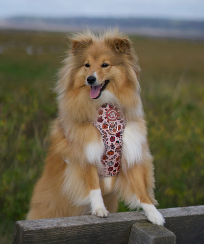 Pembs In Fall - Harness