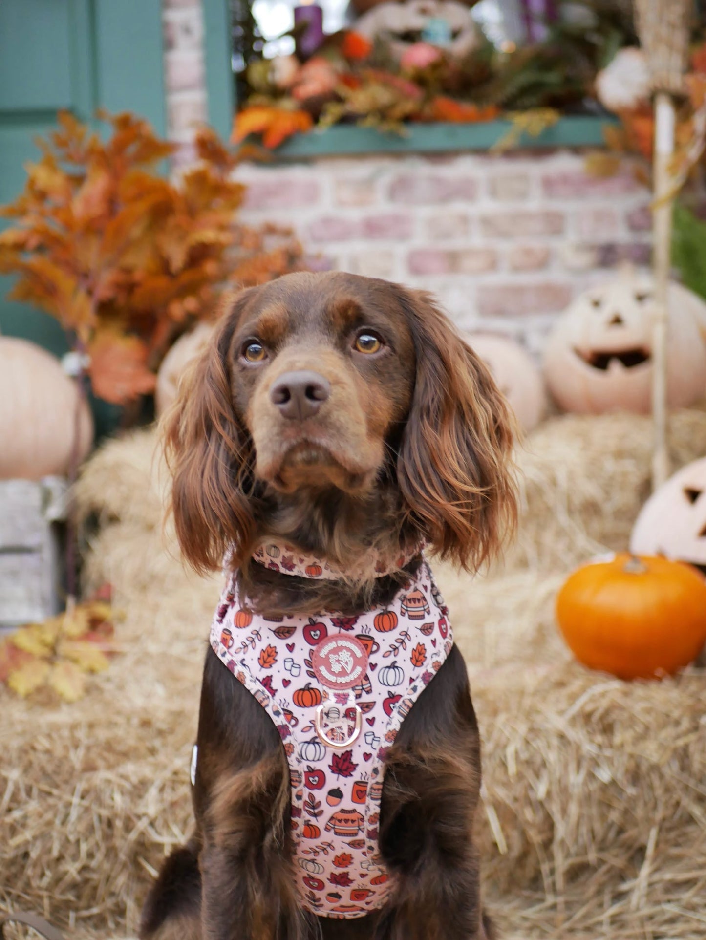 Pembs In Fall - Harness