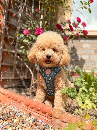 Evergreen Bloom Harness