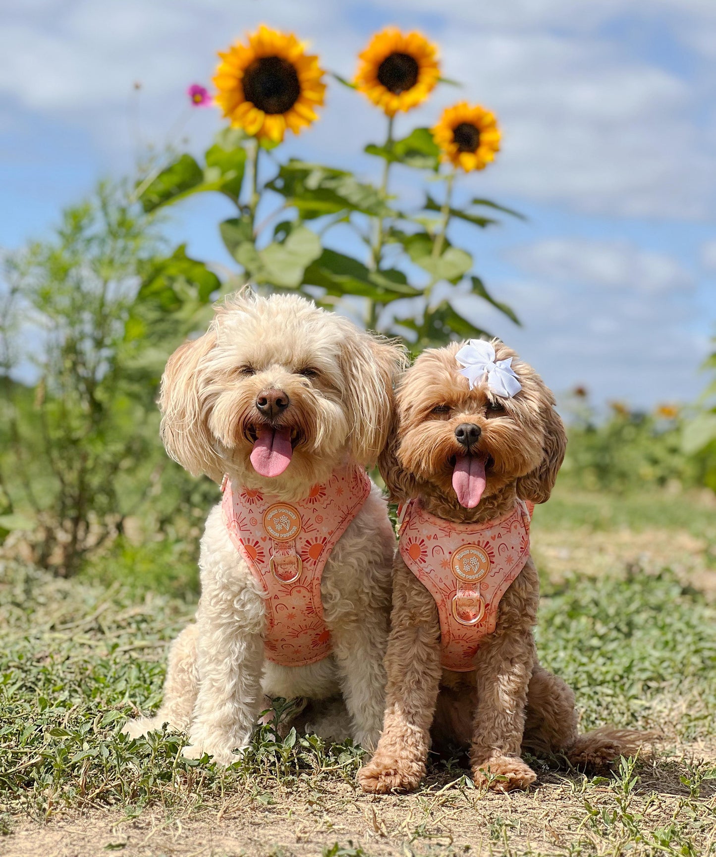 Golden Hour Harness