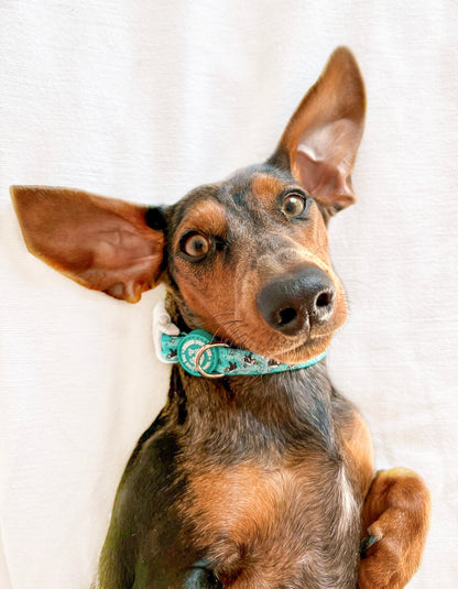 Puffin Awesome! Pembs X The Salty Spaniel - Collar
