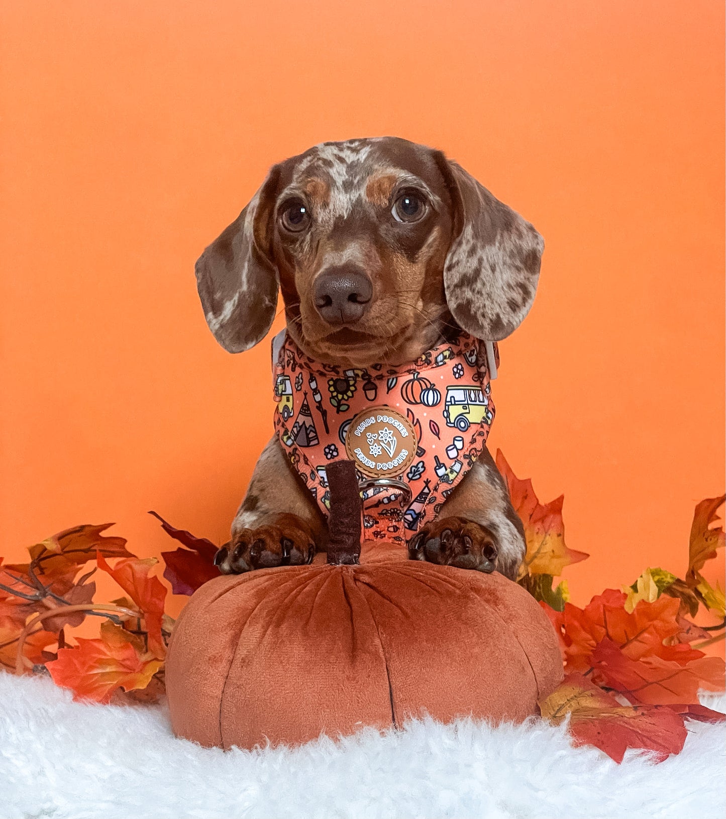 Paws and S’mores Harness