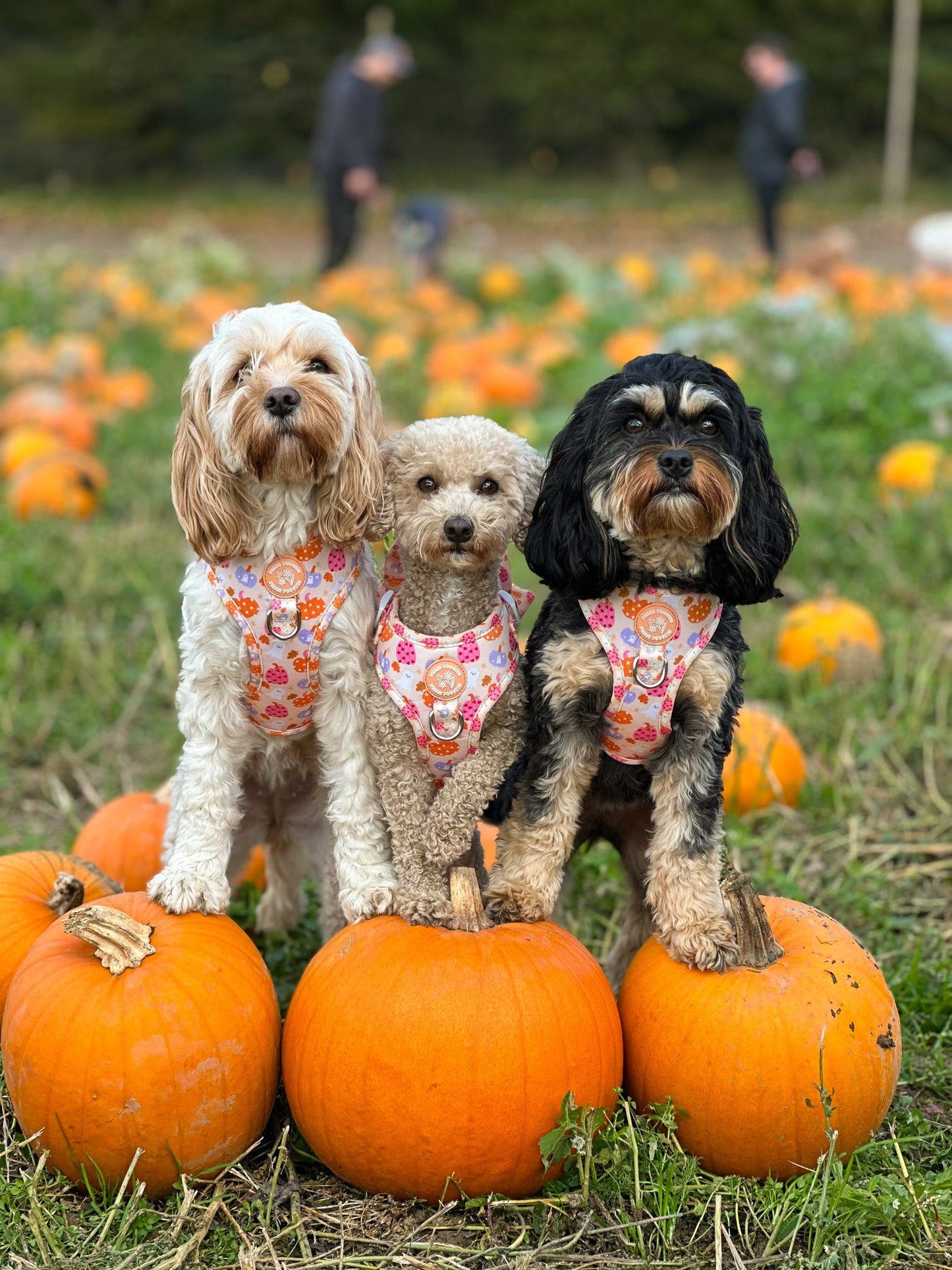 Too Cute To Spook! Harness