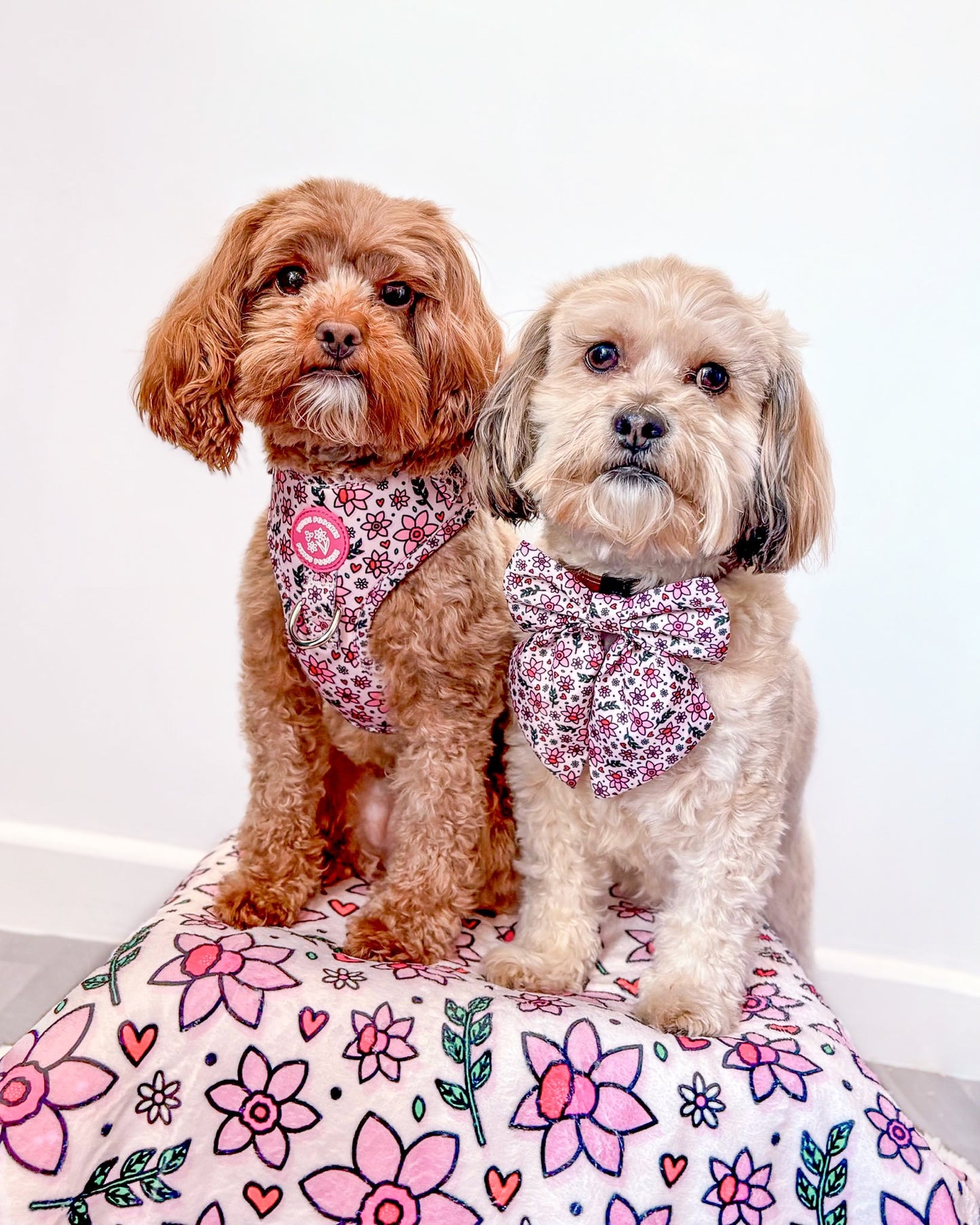 You Make Me Daff! Valentines Edition Harness