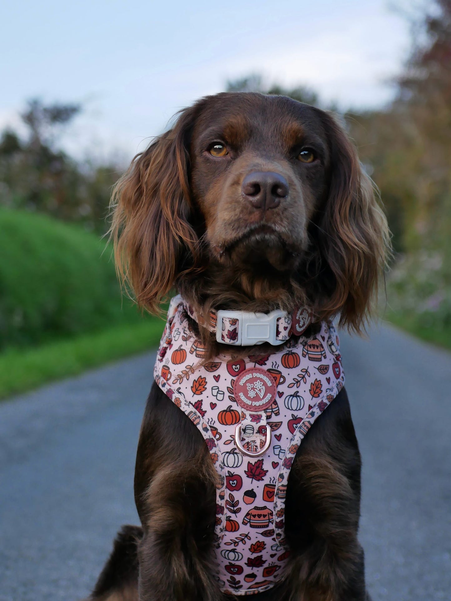 Pembs In Fall - Harness