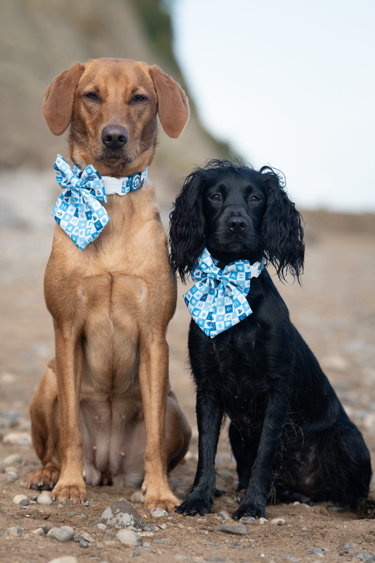 Seaside Soul! Pembs X The Salty Spaniel - Sailor Bow