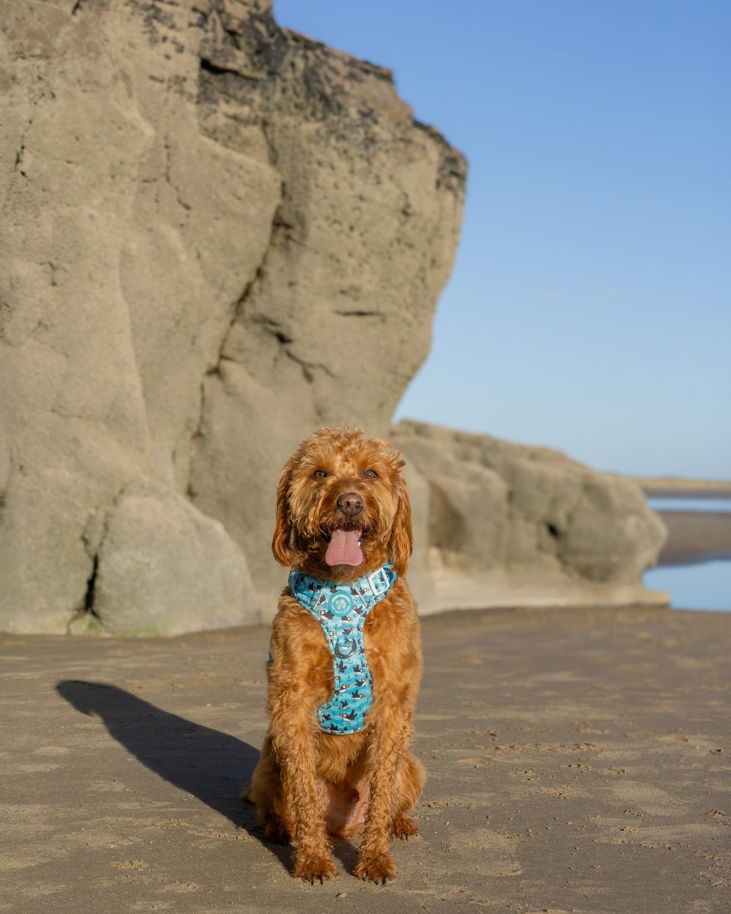 Puffin Awesome! Pembs X The Salty Spaniel -  Explorer Harness