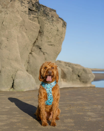 Puffin Awesome! Pembs X The Salty Spaniel -  Explorer Harness
