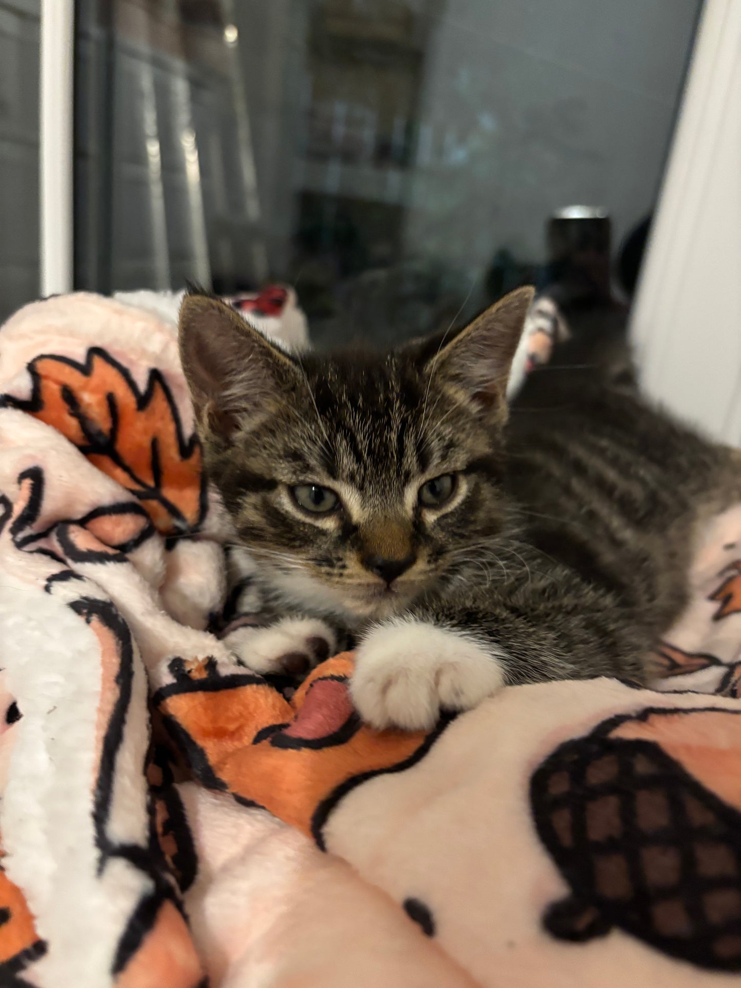 Pembs In Fall - Blanket