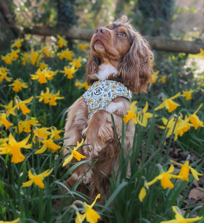 You Make Me Daff Harness