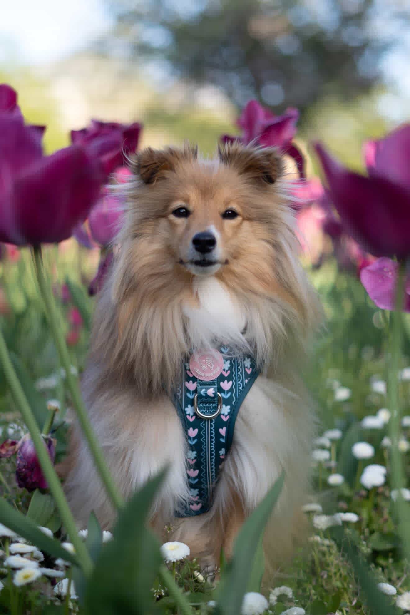 Evergreen Bloom Harness
