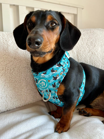 Puffin Awesome! Pembs X The Salty Spaniel - Harness